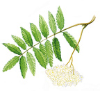 Pihlajan lehti ja kukka